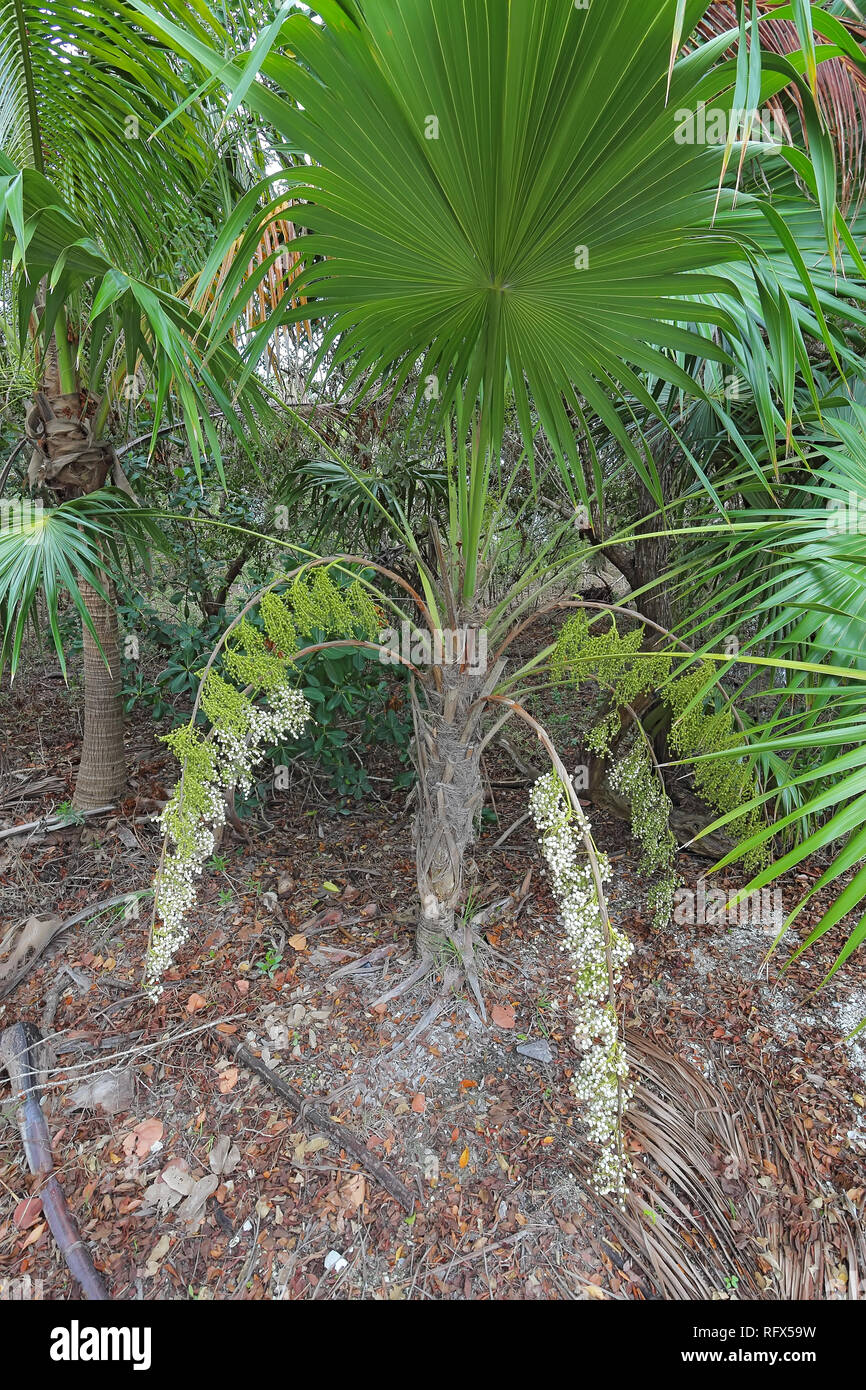 Leaves, stem, flowers and white fruits of the Florida thatch palm (Thrinax radiata) growing among scrub on Sanibel Island Stock Photo