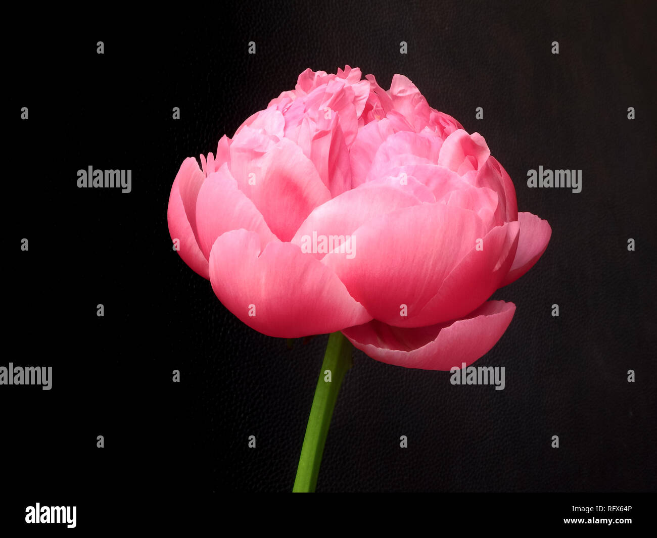 A single open, fragrant pink peony contrasts with a black background. Stock Photo