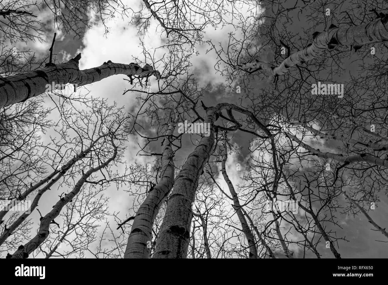 Aspen trees stretch toward the winter sky. Stock Photo