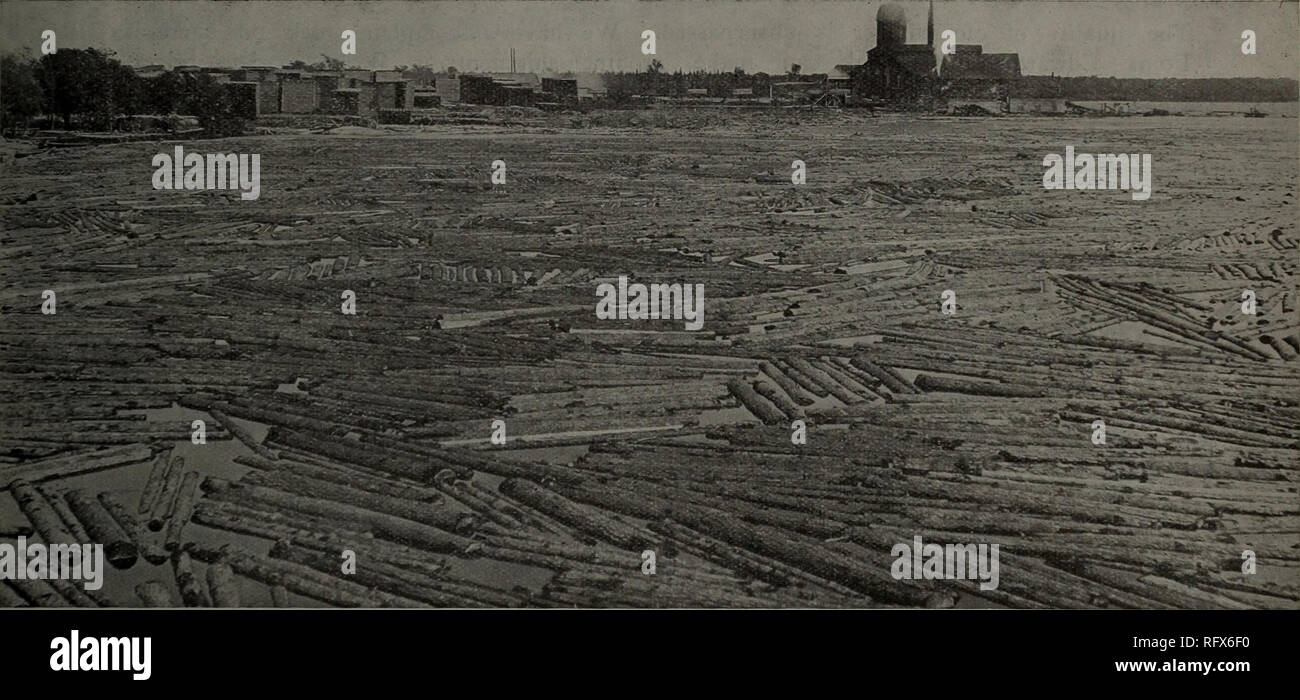 Canadian Forest Industries 1910 Lumbering Forests And Forestry