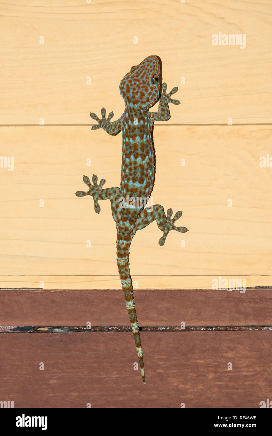 Gecko climbing wall hi-res stock photography and images - Alamy