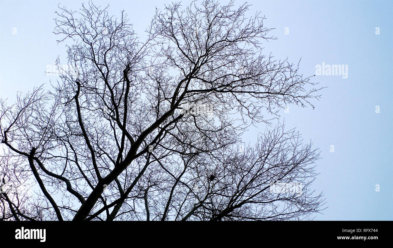 The tangled branches of leafless tree in winter set against a bright blue sky background. Stock Photo