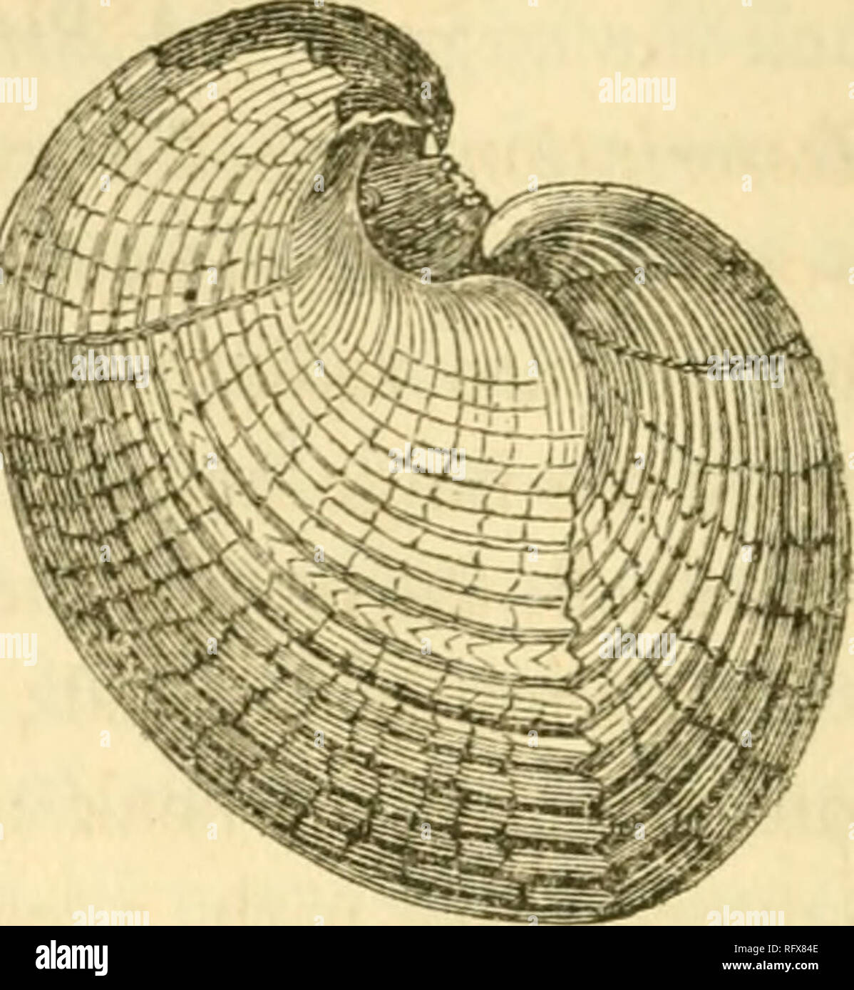 . The Canadian naturalist and geologist. Natural history -- Periodicals. Fig. 8. Fig. 9. Fig. 10. Fig. 8. Stricklandia lens, dorsal view. &quot; 9. do. do., side view. &quot; 10. Pentamerus Knightii, side view. I am not certain whether Fig. 9 is the true S. lens or a variety. It is more pointed in front than any of the English specimens that I have seen. Stricklandia, Gasp£ensis, Billings. Description.—Shell, large, oval; length to breadth about as five is to four ; valves about equally convex. The ventral valve has a shallow mesial depression which commencing at the beak in a point gradually  Stock Photo