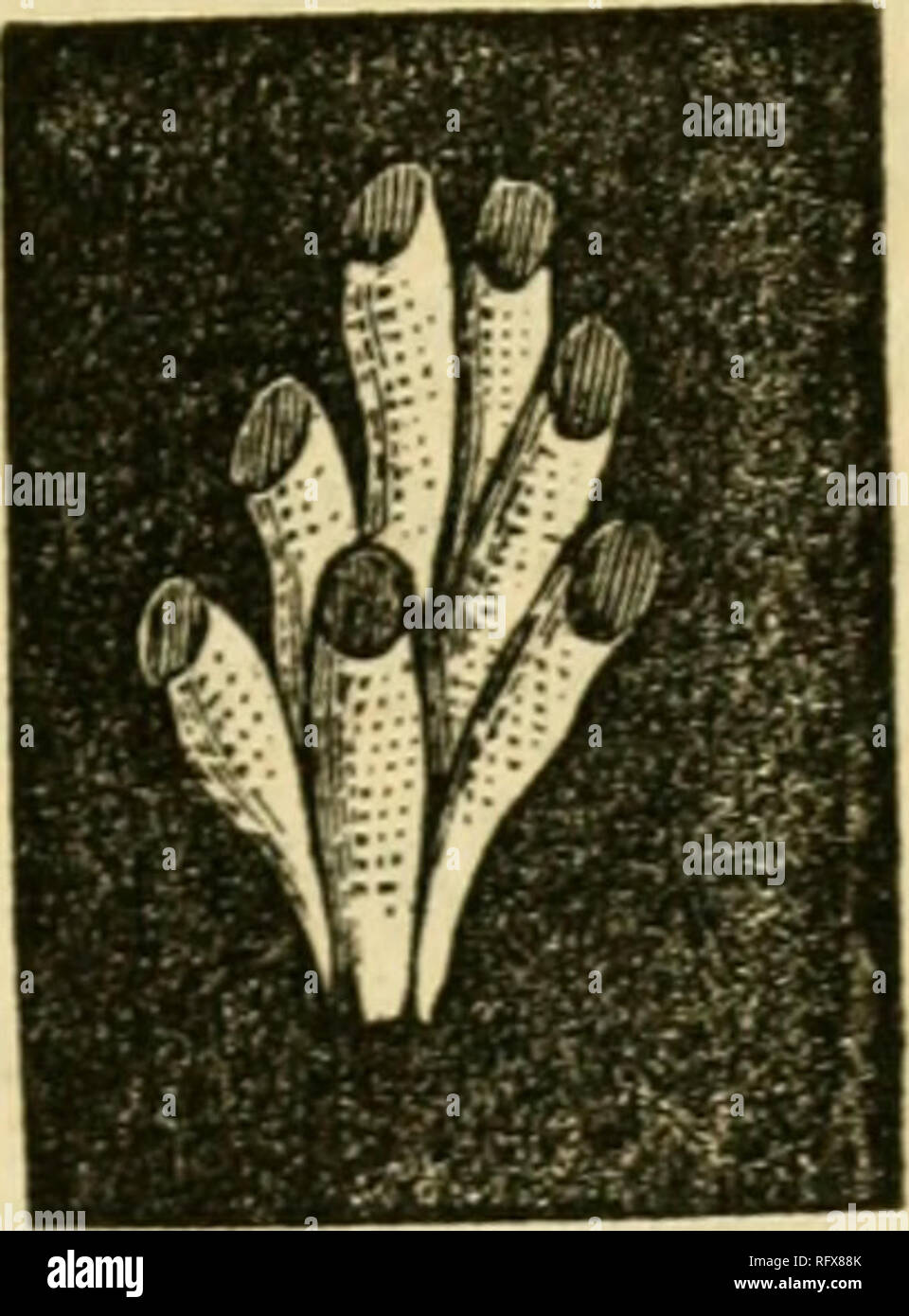 . The Canadian naturalist and geologist. Natural history -- Periodicals. Fig. 12. Fig. 13. Fig. 14. it may be regarded as merely the characteristic of a variety*. I have not yet found this species living in the Gulf of St. Lawrence. 3. Tubulipora flabellaris, FabriGius. (Fig. 14.)—I refer—with some doubt—to this species the organism represented in fig. 14, which occurs sparingly and not in good preservation on stones at Beauport. Fabricius found this species in Greenland, and it occurs in various parts of the North Atlantic. I have not found it living, but it may be the same with the T. divisa Stock Photo