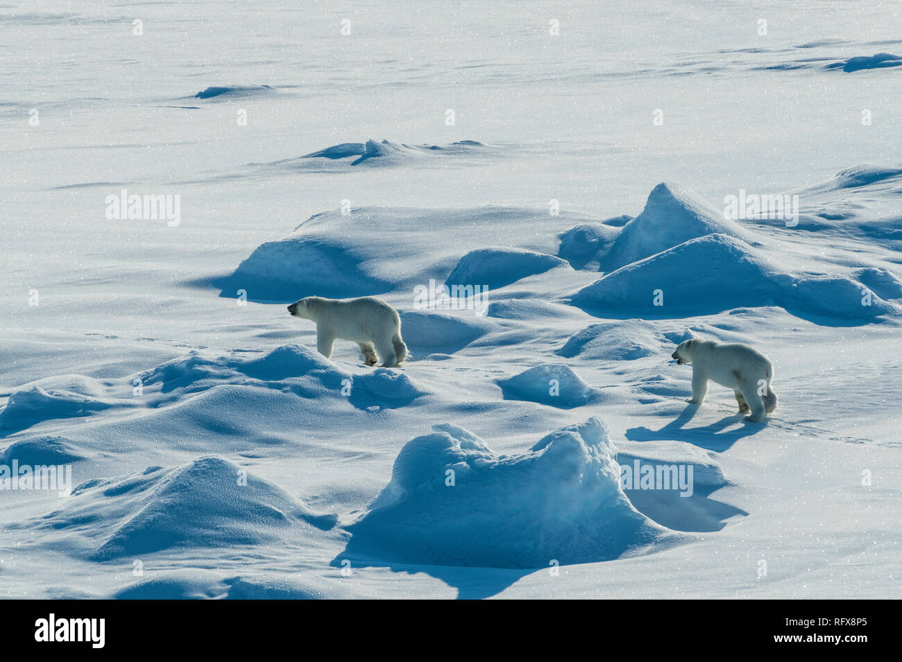 Polar bear cubs(Ursus maritimus) in the high arctic near the North Pole, Arctic, Russia, Europe Stock Photo