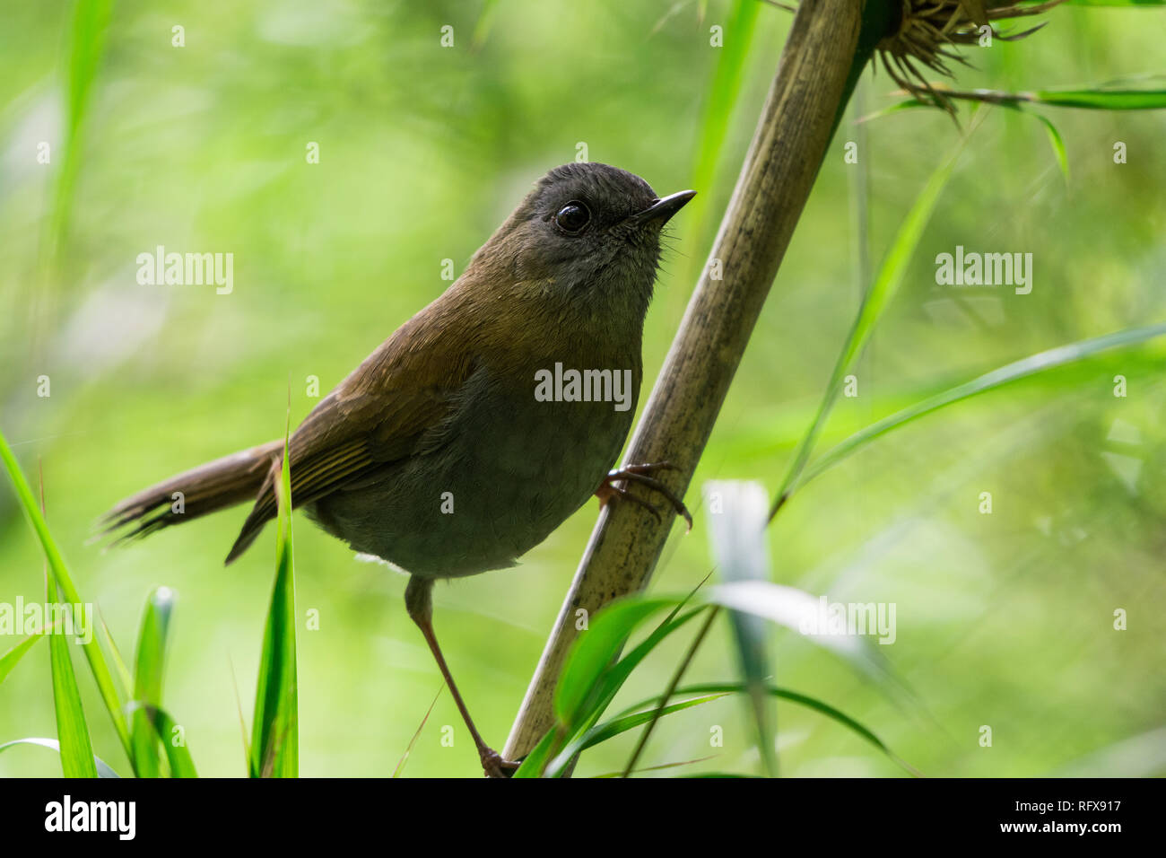A Black-billed Nightingale-Thrush (Catharus gracilirostris) perched on a branch. Costa Rica, Central America. Stock Photo