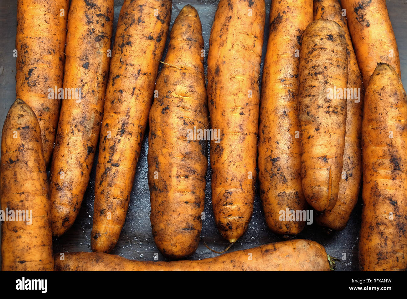 Many wet ripe red carrots in a pile side view as background top view ...