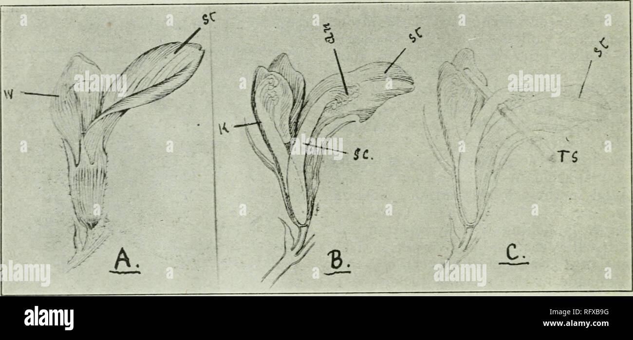Emasculation hires stock photography and images Alamy