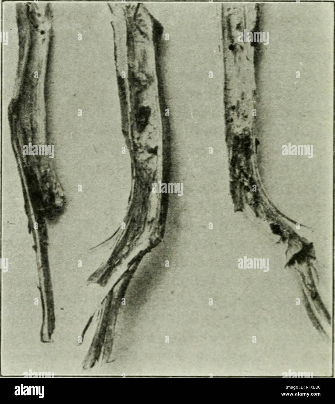 Sclerotinia sclerotiorum hi-res stock photography and images - Alamy