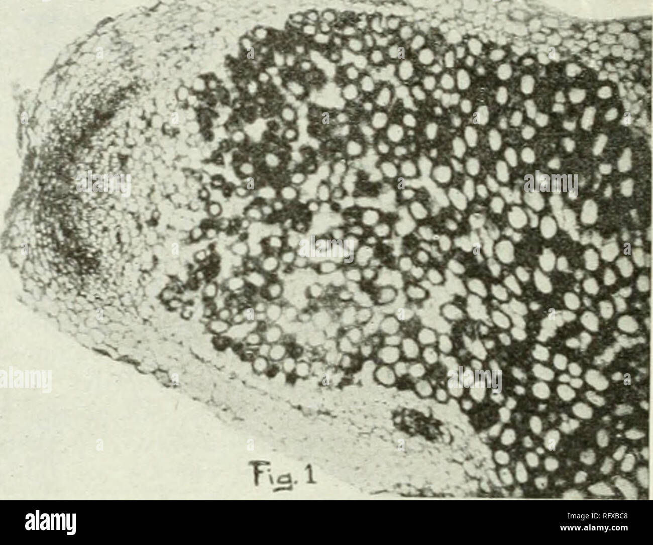 Canadian Journal Of Agricultural Science Agricultural Institute Of Canada Agriculture Fig 1 Fig 2 Plate Ii The Bacteria Causing The Root Nodules On Legu Minous Plants Y 1000 Fig 1 The Normal Vegetative
