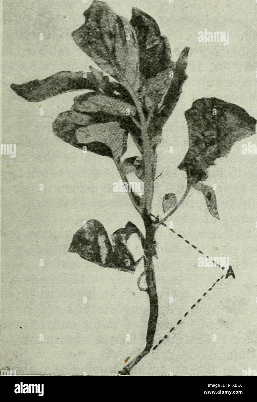 . Canadian journal of agricultural science. Agricultural Institute of Canada; Agriculture. January, 1922. SCIENTIFIC AGRICULTURE. 165 and the protuberance on the tuber. In root and stolon galls tiie parasite event- ually reaches the phloem in which most of the food manufactured is conducted and in this tissue most of the hypertrophy^ occurs. The tuber is somewhat modified because of its function as a large storage organ and the plasniodia do not, as a rule, reach the i)hl()em but attack cells of the hypo- ilermis and cortex. Where a cell is covered by a Plasmodium, or part of one, the wall swe Stock Photo