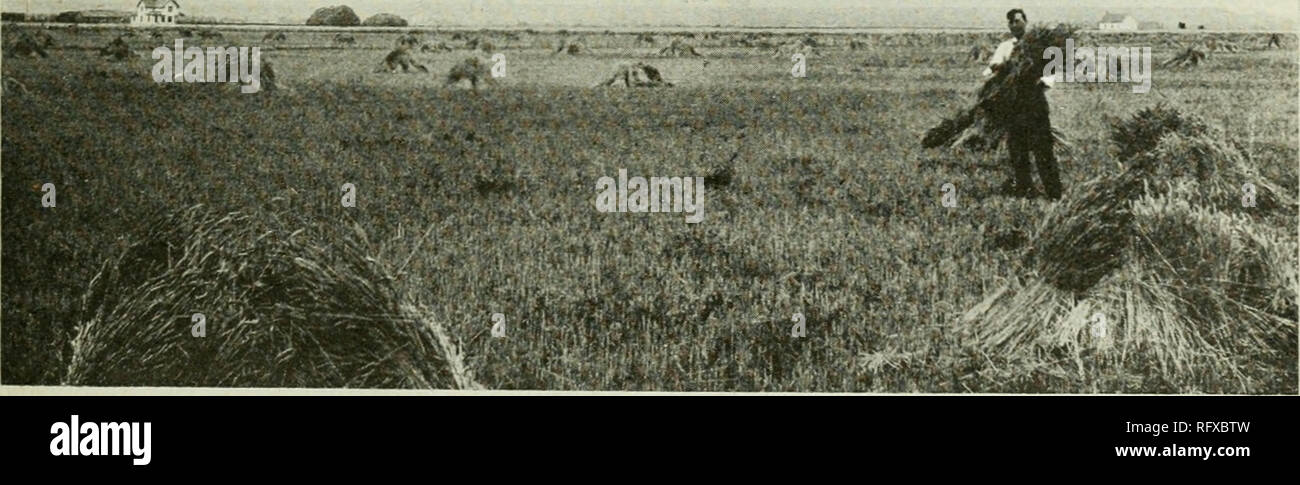 Canadian journal of agricultural science. Agricultural Institute 