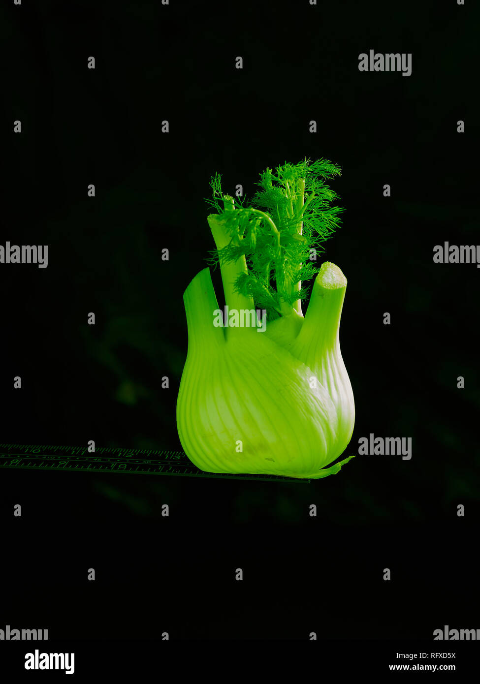 Fennel bulb stilllife food photograph Stock Photo Alamy