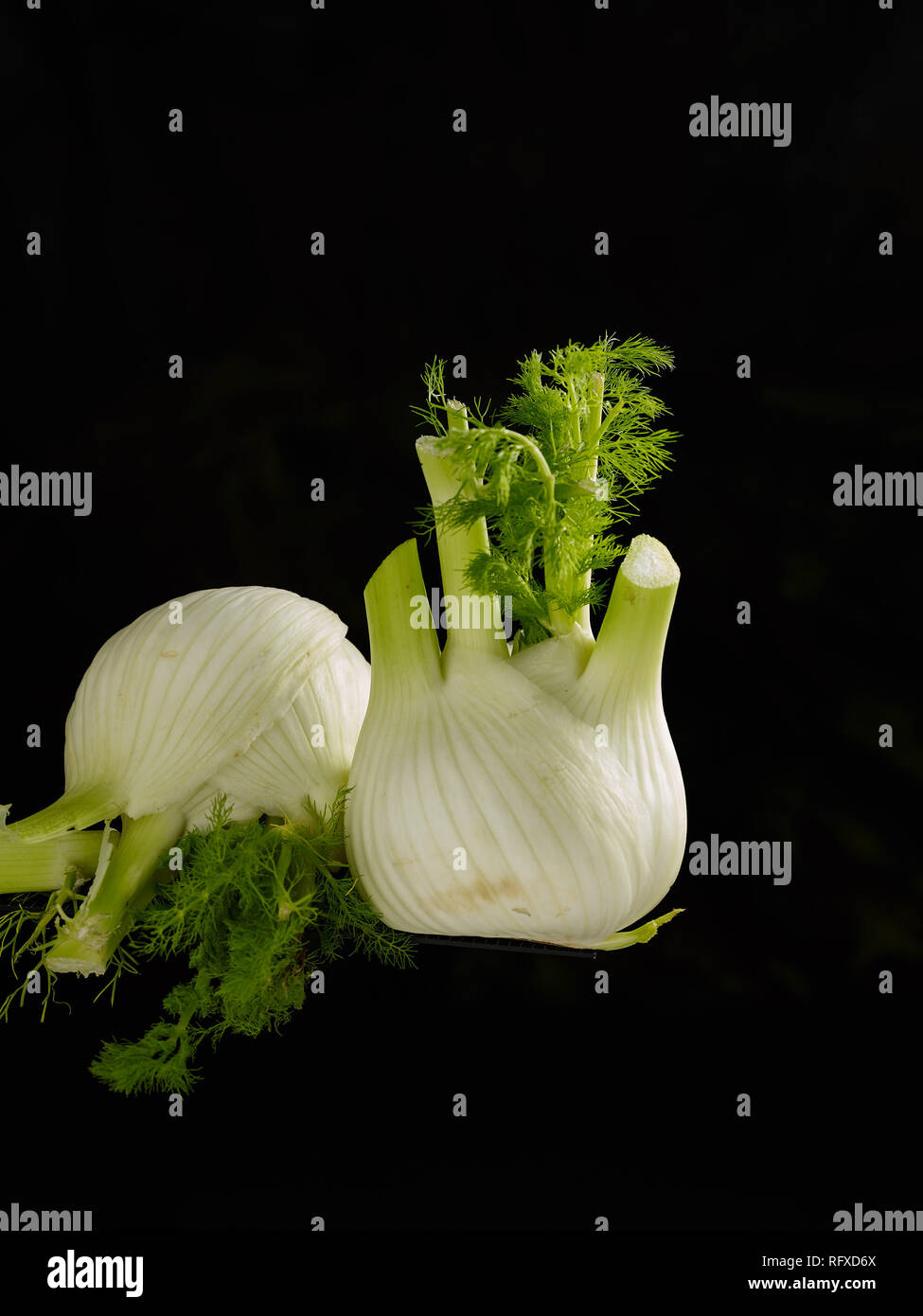 Fennel bulb stilllife food photograph Stock Photo Alamy