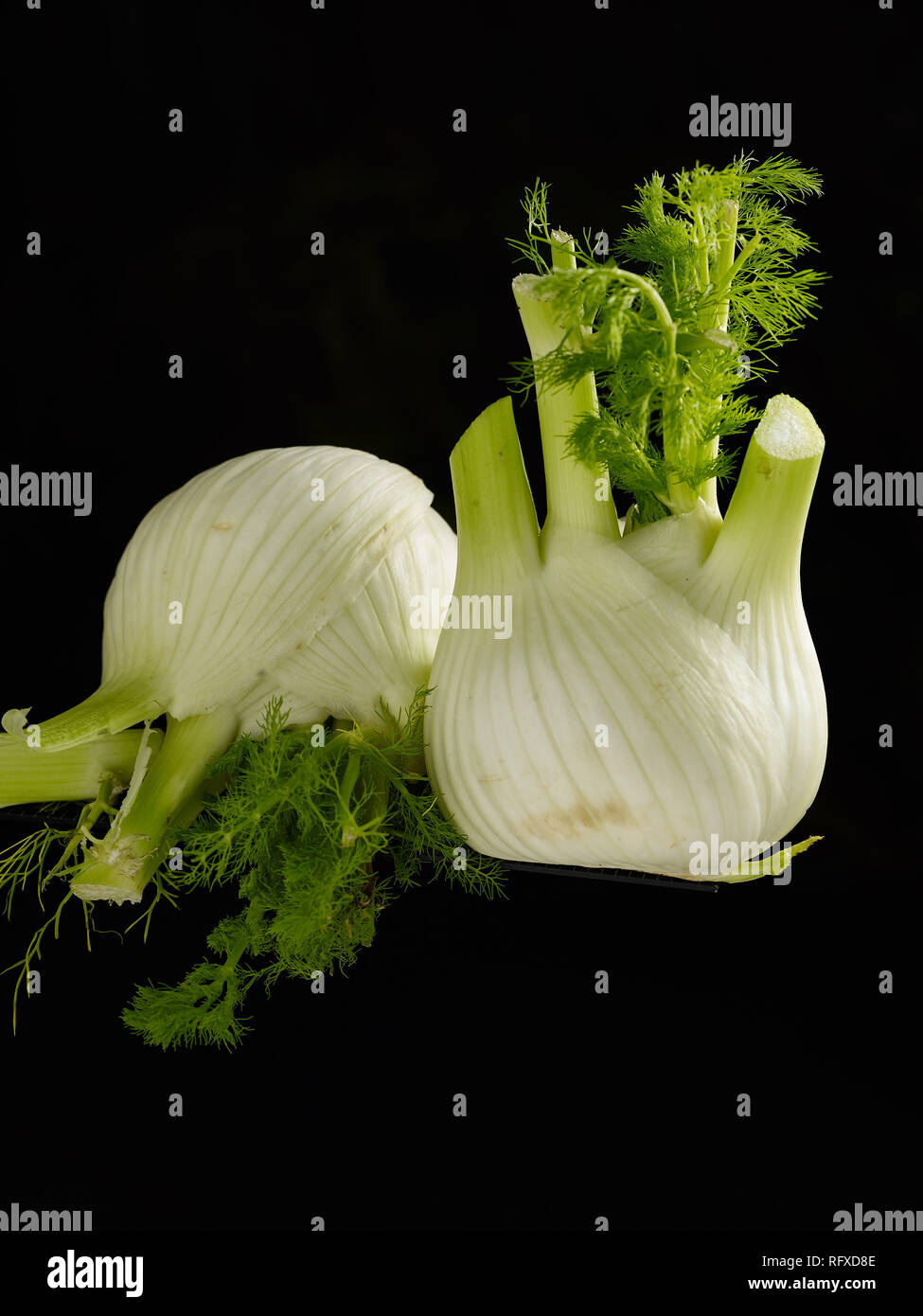 Fennel bulb stilllife food photograph Stock Photo Alamy