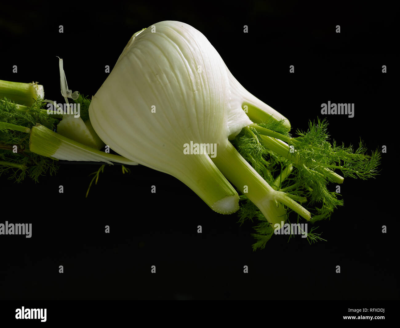 Fennel bulb vegetable food stilllife photograph Stock Photo Alamy