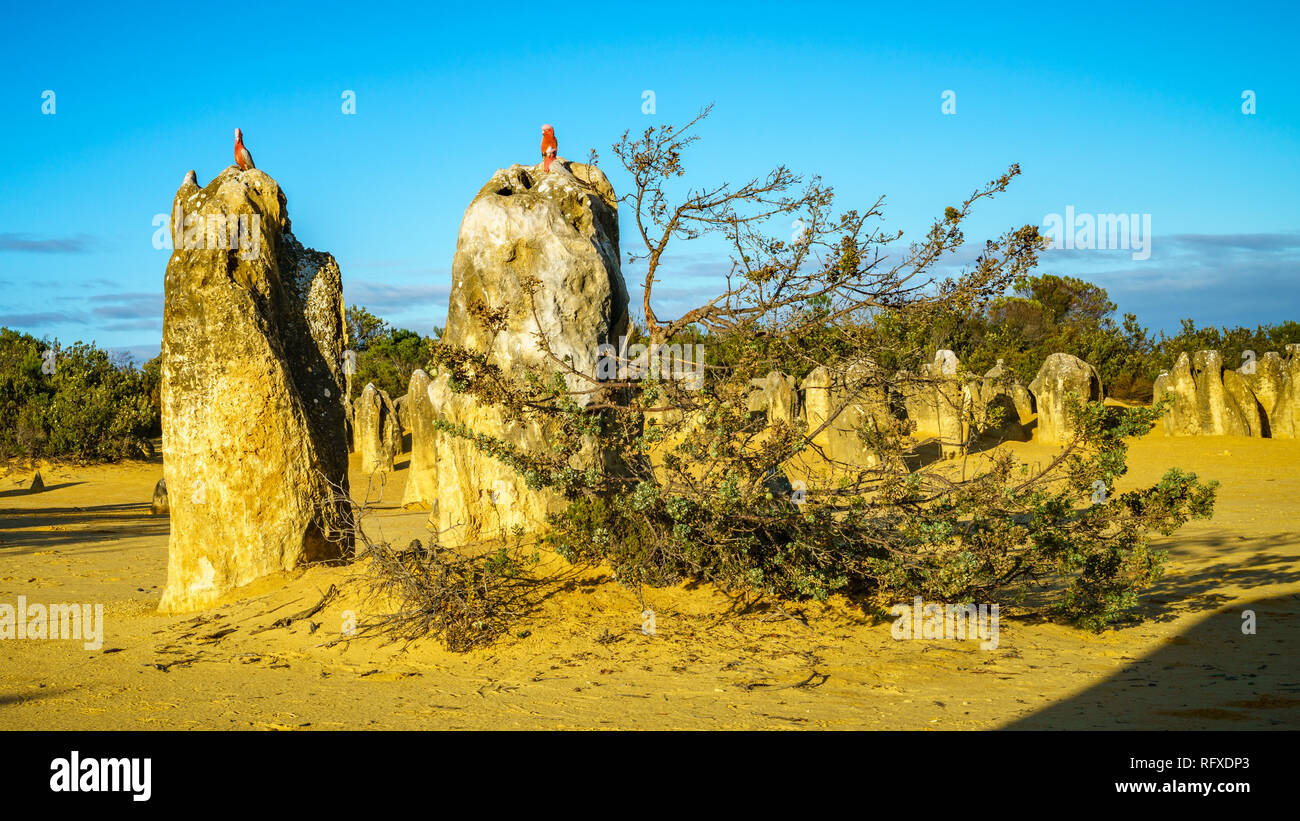 rosebreasted cockatoos at the pinnacles desert in nambung national park, western australia Stock Photo