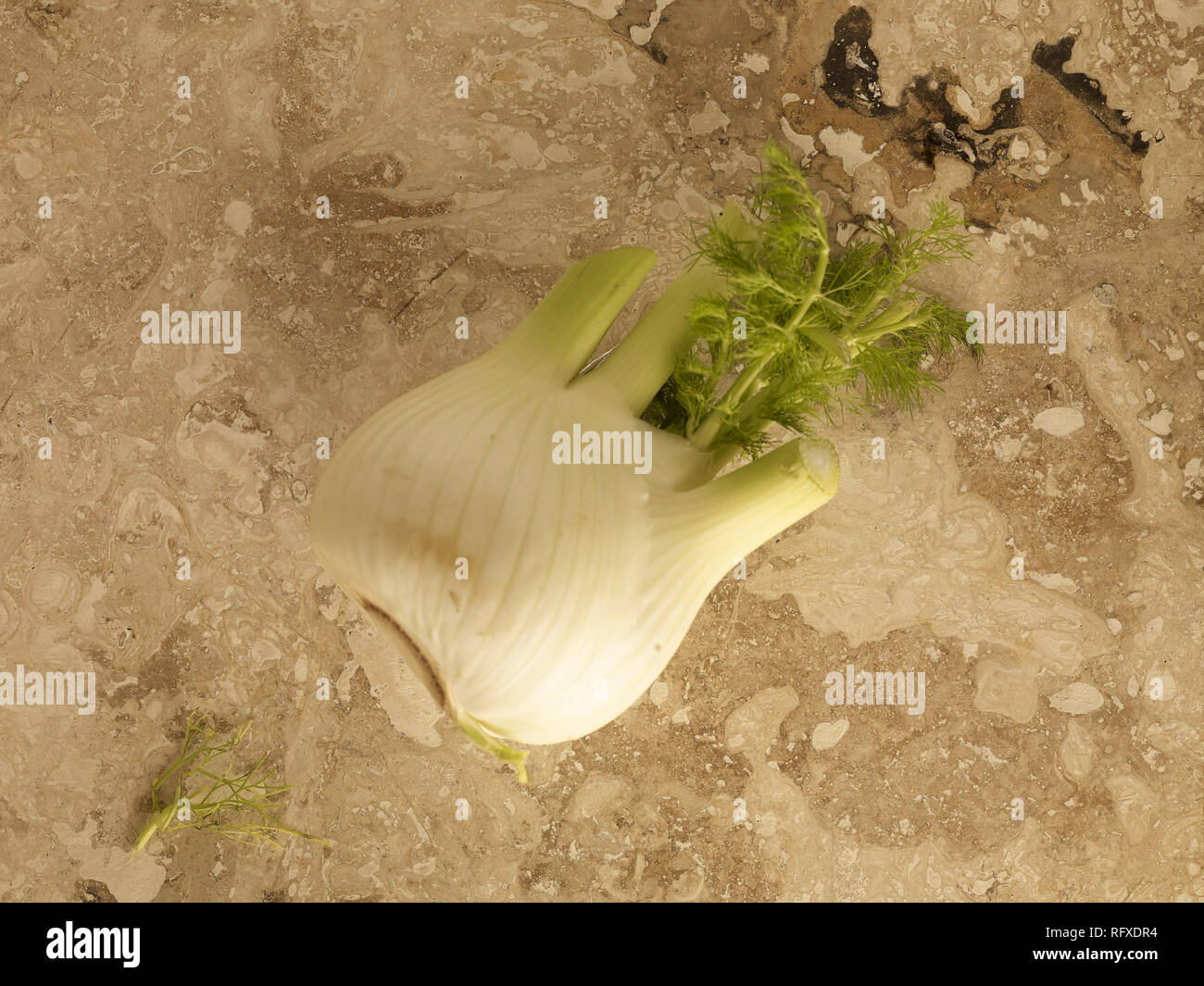 Fennel bulb vegetable food stilllife photograph Stock Photo Alamy