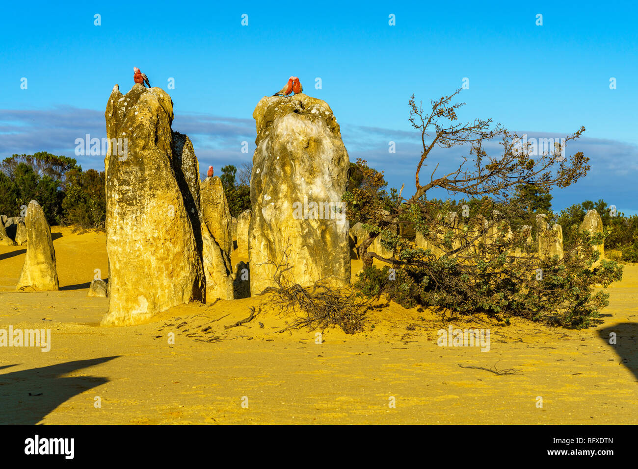 rosebreasted cockatoos at the pinnacles desert in nambung national park, western australia Stock Photo