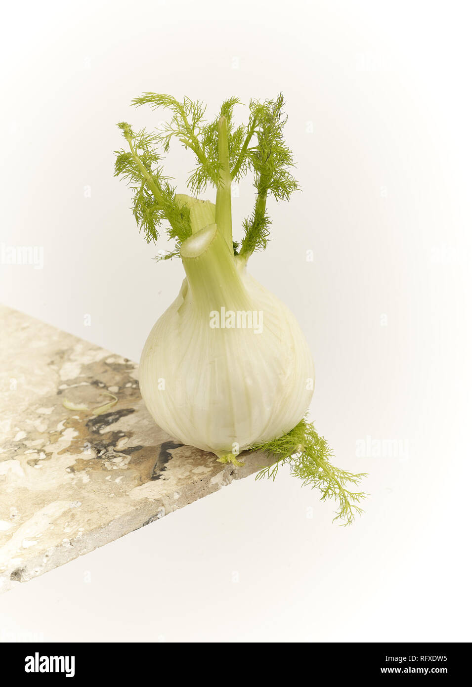 Fennel bulb stilllife food photograph Stock Photo Alamy