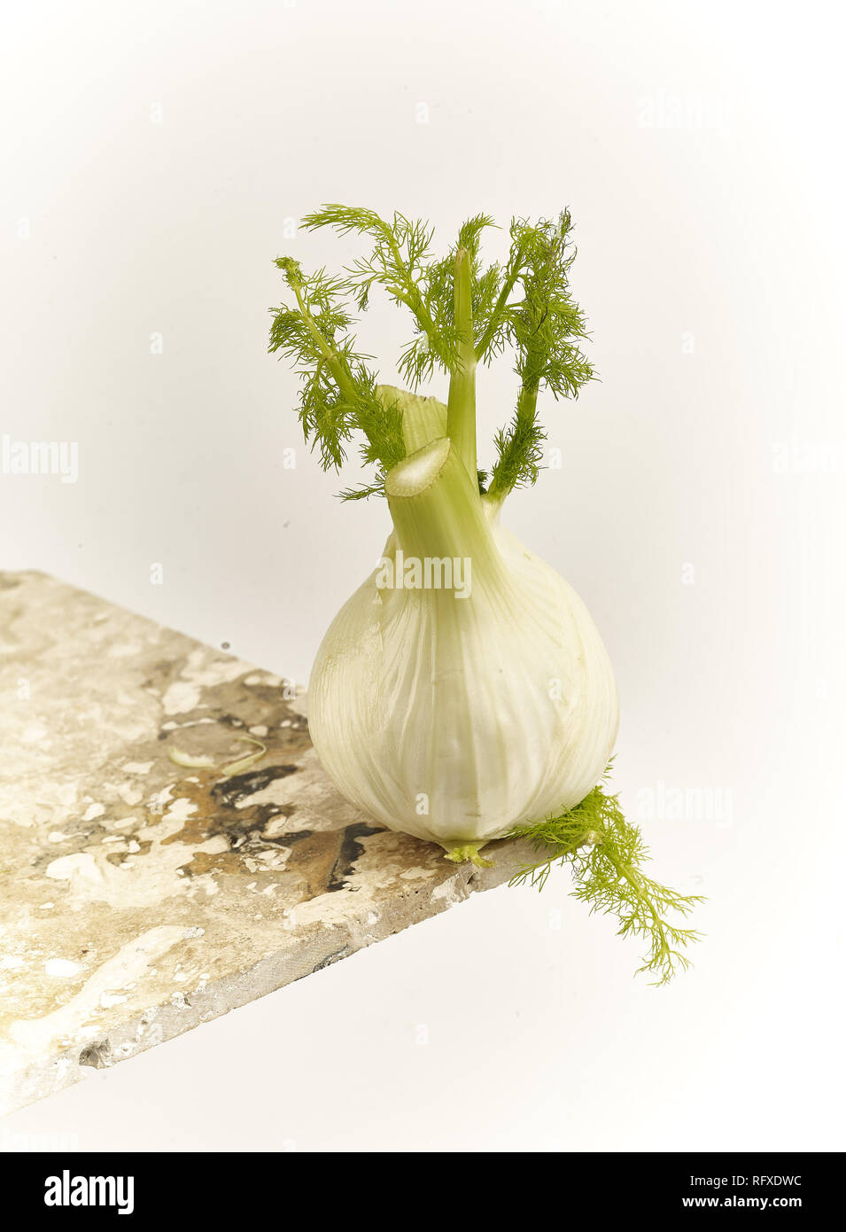 Fennel bulb stilllife food photograph Stock Photo Alamy