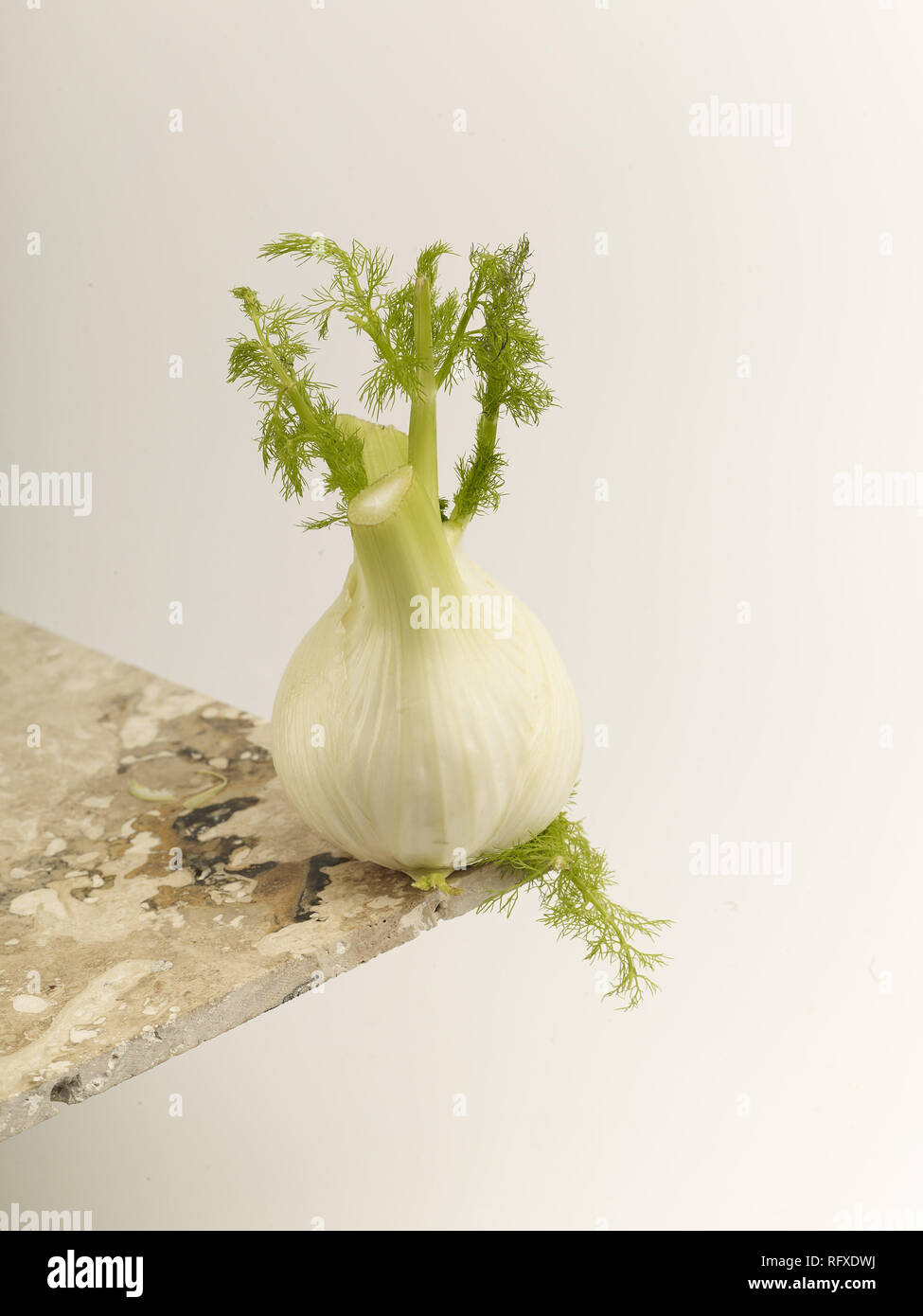 Fennel bulb stilllife food photograph Stock Photo Alamy