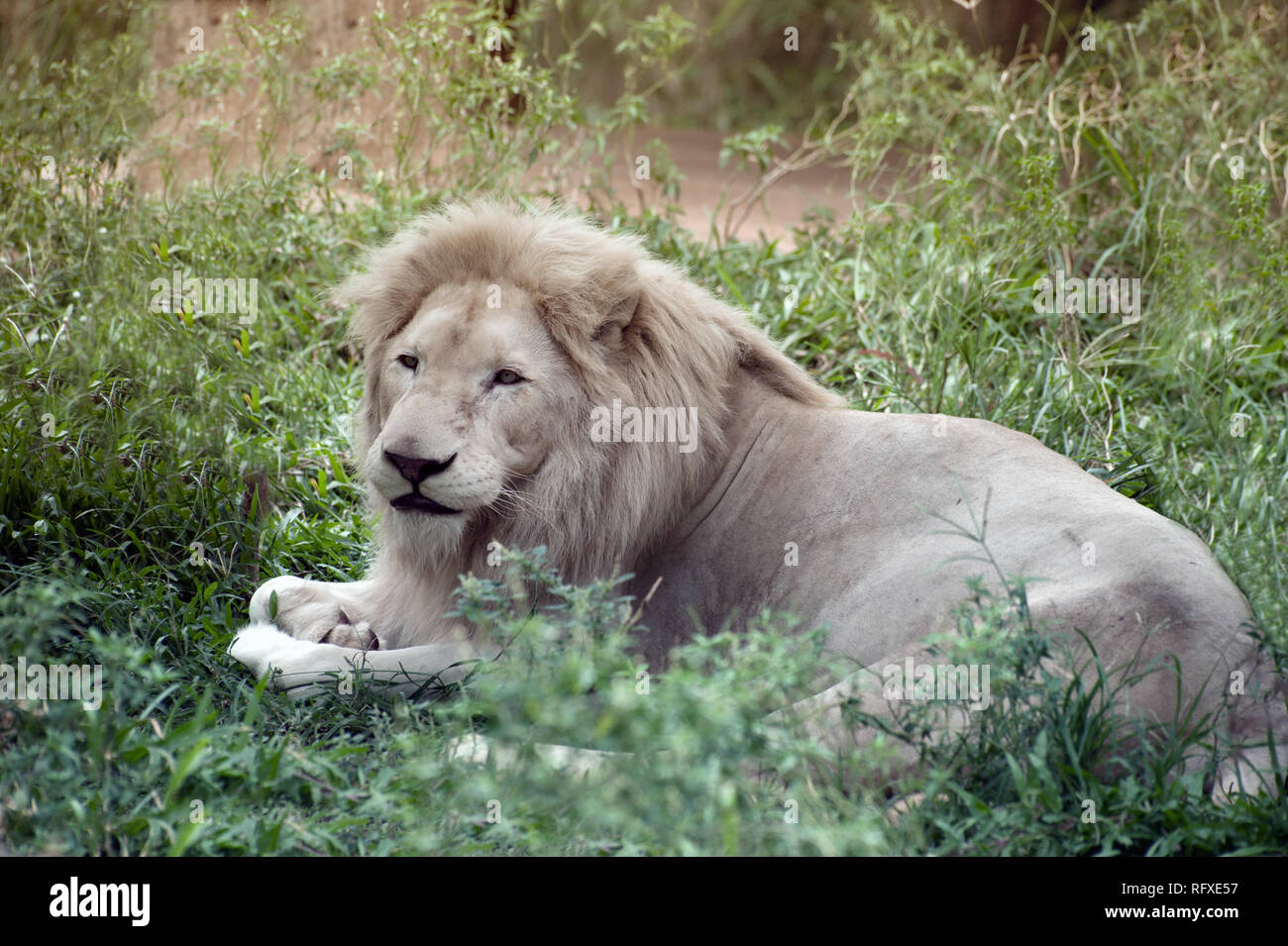The white lion is occasionally is a rare color mutation of the Kruger ...