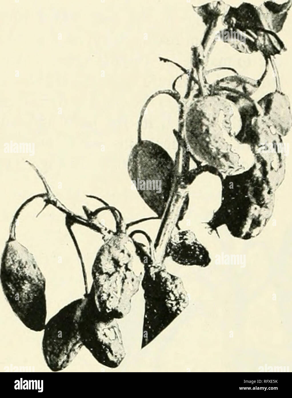 . The Canadian horticulturist [monthly], 1897. Gardening; Canadian periodicals. VALLEY OF THE DON.. Fig. 114S. —I'l.n.M Pockkts. E. hnijip^'S. There arc several forms of exoascus, affecting tlie cherry and plum, but the effects differ; that in the ])lum for causing what is commonl}' i-alled &quot;plum pockets &quot; (Fig. 1148). Since the fungus is perennial and lives over winter in the leaf buds, it is evident that trees once affected is likely to show the disease the succeed- ing season, providing climatic condi- tions are favorable. The remoxal of old canes, leaves no hiding place for worm  Stock Photo