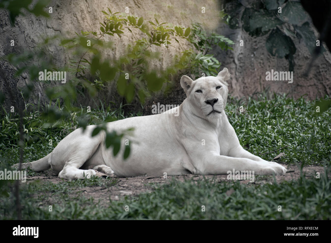 The white lion is occasionally is a rare color mutation of the Kruger ...