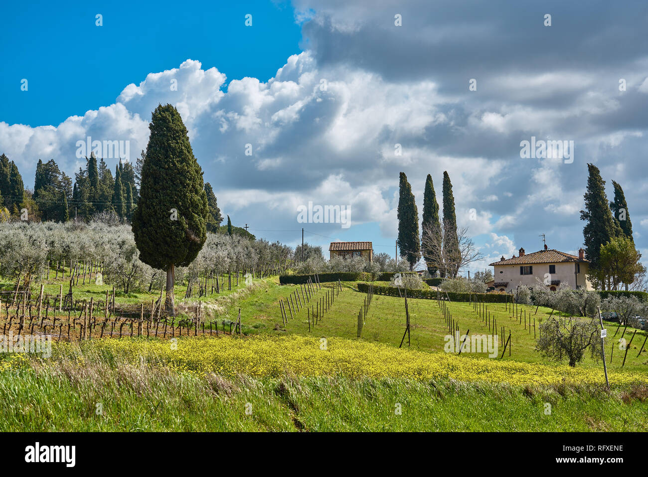 Vineyards outside of San Gimignano city center in spring time, Italy Stock Photo