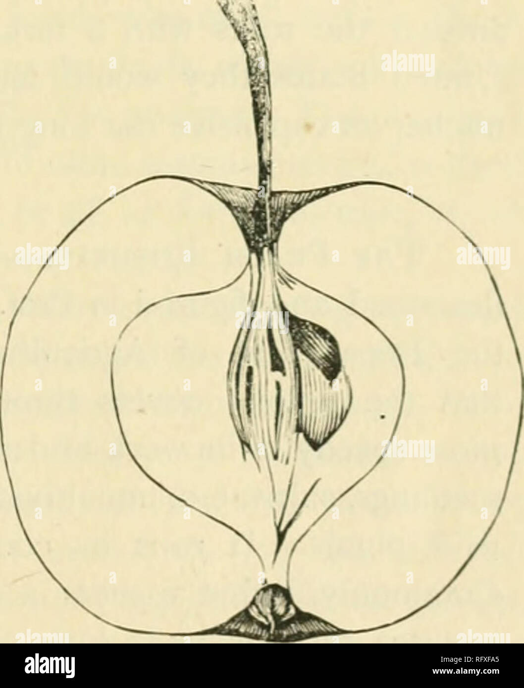 . The Canadian horticulturist [monthly], 1892. Gardening; Canadian periodicals. Fig. 53.—Gibb Crab. Fig. 54. -Orange Crab. plum of the Yellow Gage type, yet too sweet for constant use. Season, from September 15 to 30th.&quot; In the IViscofisin Horticulturist for 1884 this is classed among the &quot;six best crabs.&quot; Wherever this has been introduced in the Pro- vince of Quebec it is highly esteemed as a canning crab. It is thinner skinned and much less astringent than either Hyslop or Montreal Beauty, in fact, less. Please note that these images are extracted from scanned page images that Stock Photo