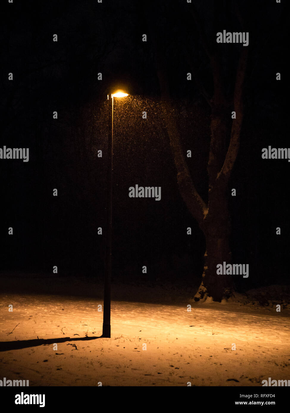 single street lamp in a public park at night during snowfall, with snow flakes in light beam Stock Photo