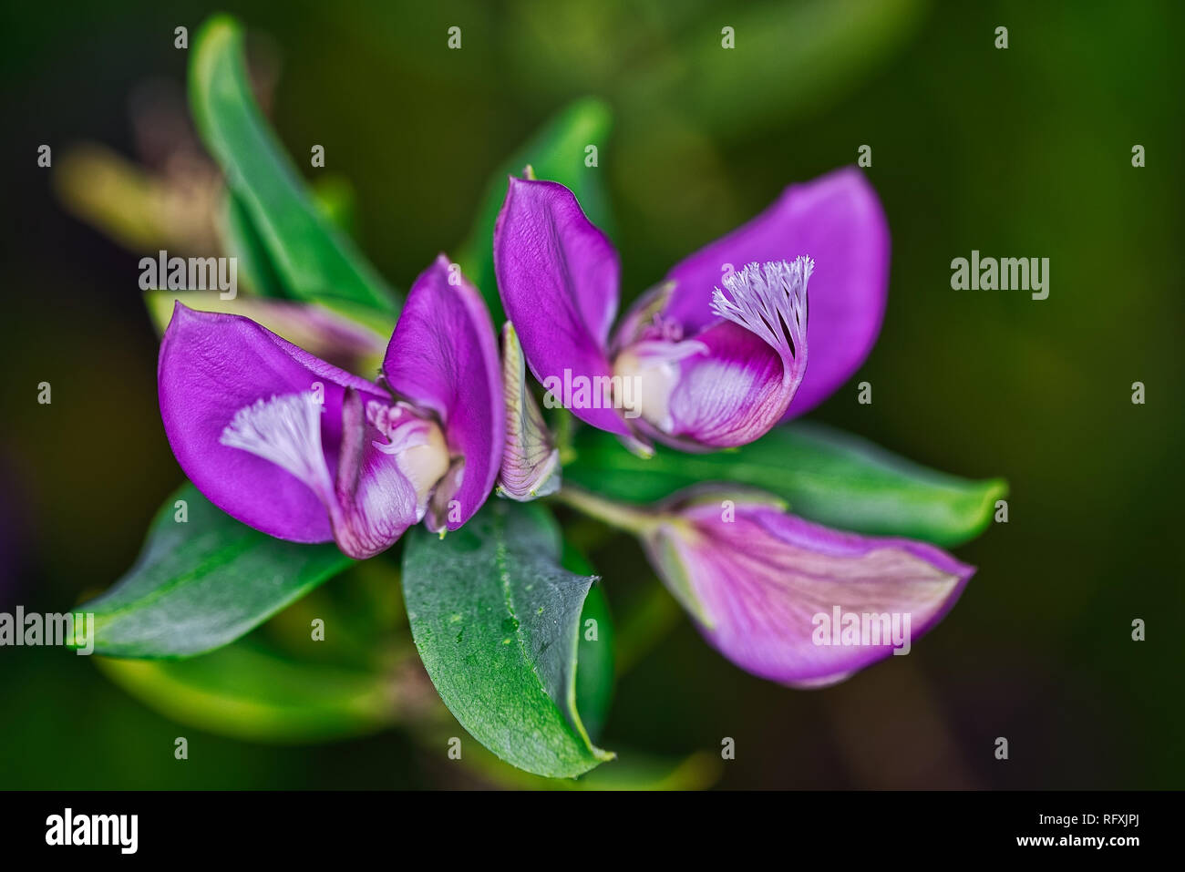 Plants Flowers Botanical Garden Basel Switzerland Stock Photo Alamy