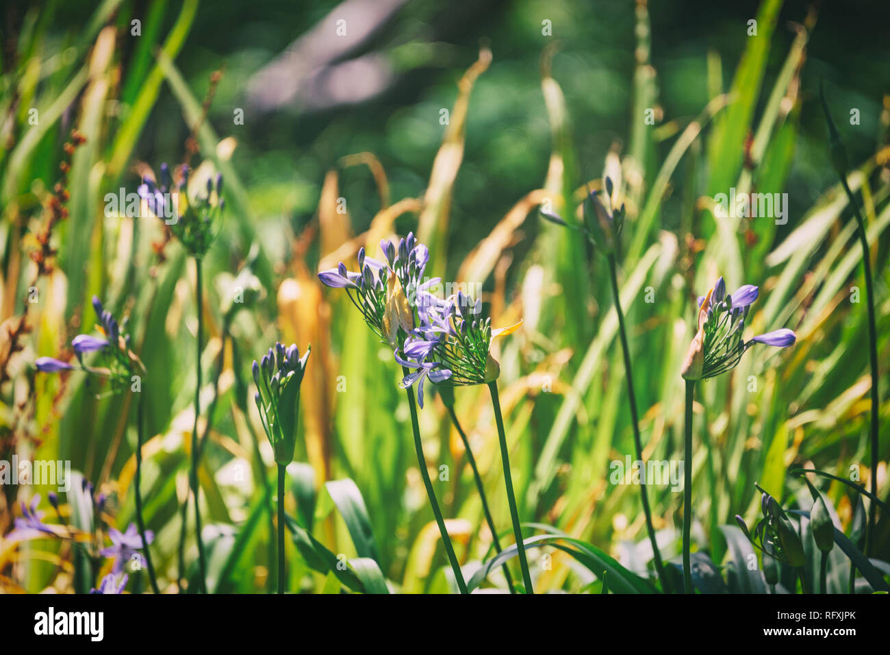 Purple flowers and foliage background image Stock Photo - Alamy