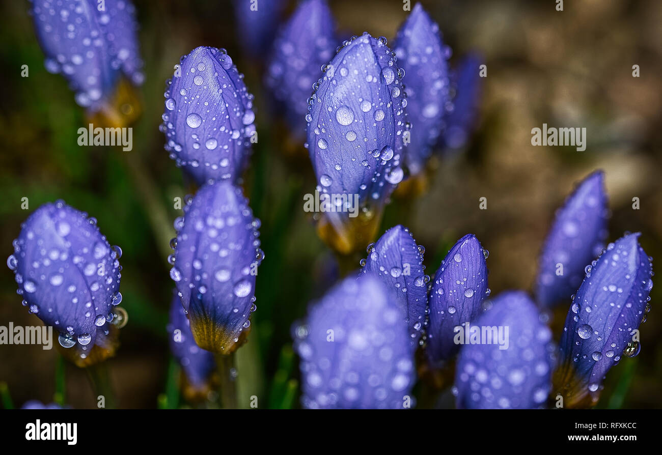 Plants Flowers Botanical Garden Basel Switzerland Stock Photo Alamy
