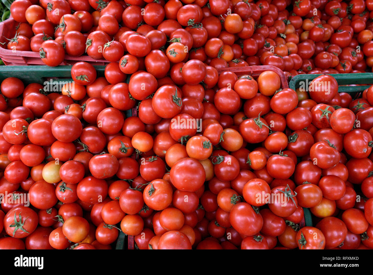 Tomato Farm India High Resolution Stock Photography and Images Alamy