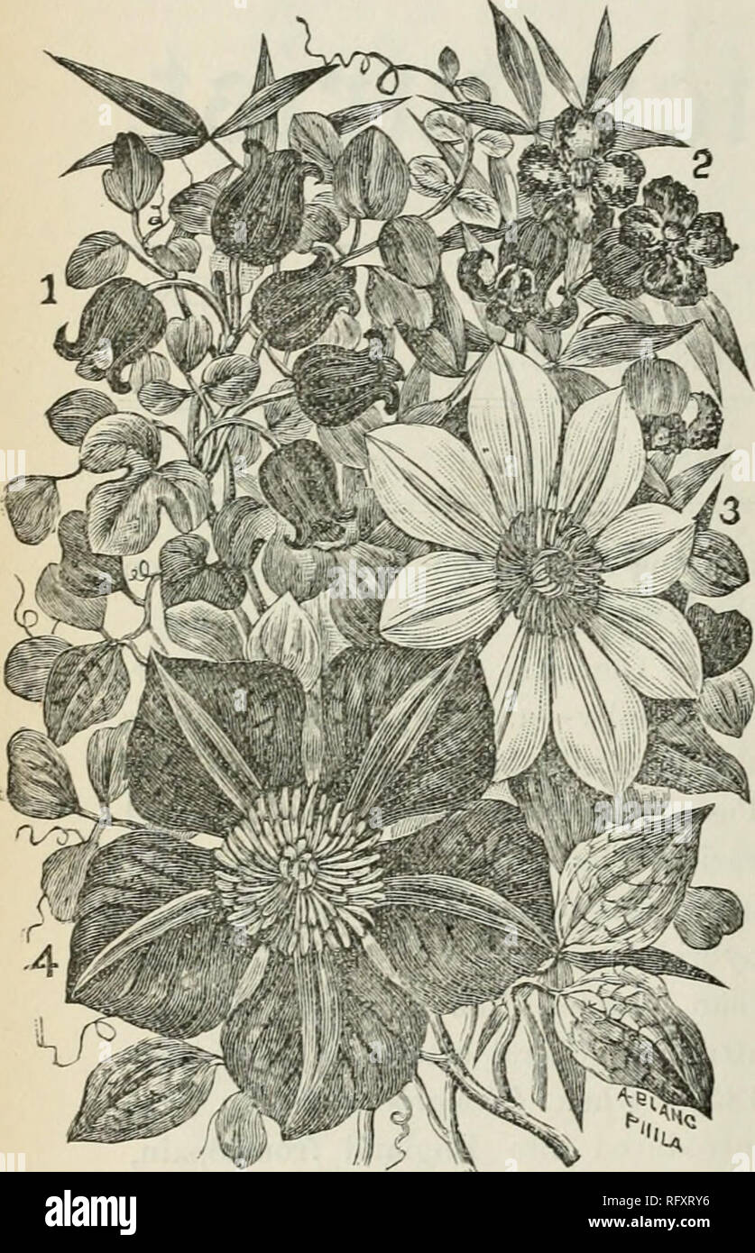 . The Canadian horticulturist [monthly], 1887. Gardening; Canadian periodicals. 146 THE CANADIAN H0KTICULTUKI8T. climbing upon the hedges ; and &quot; Old Man's Beard,&quot; or &quot; Cigar Plant,&quot; from its feathery styles, which were so curi- ous after the flowering season was over. ClematisJiammula, commonly known as the &quot; Sweet-scented Clematis,&quot; was next introduced from France, and is still popular, on account of its frag.. CLEMATISES. (1) C. Cocdnea, (2) C. Crispa, (3) C lonugi7iosa, (i) C Jackmani. ranee. C Virginiana, an American species, is also still i)ropagated by flor Stock Photo