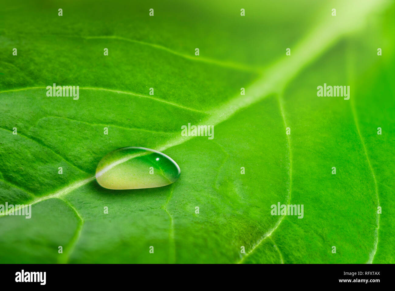 Macro of a large drop of transparent rain water on a green leaf Stock Photo