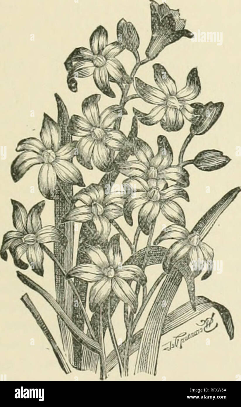 . The Canadian horticulturist [monthly], 1897. Gardening; Canadian periodicals. M flolx^v (gapd^Q dod L,dLoi). ^ GLORY OF THE SNOW.. Fic. IOnS.—C. Licii.iAE NE of the handsomest early spring flowers that has been lately brought into cultivation is Chionodoxa I-uciliae, or Lucilia's Chionodoxa. The genus gets its name from Chion, Snow and doxa, glory ; a name given from its habit of flowering so early in the spring in its native habitats, almost before the snow has all melted away. The genus belongs to the lily family, and is a small one, hav- ing only three known varieties, viz., F. C. cretica Stock Photo