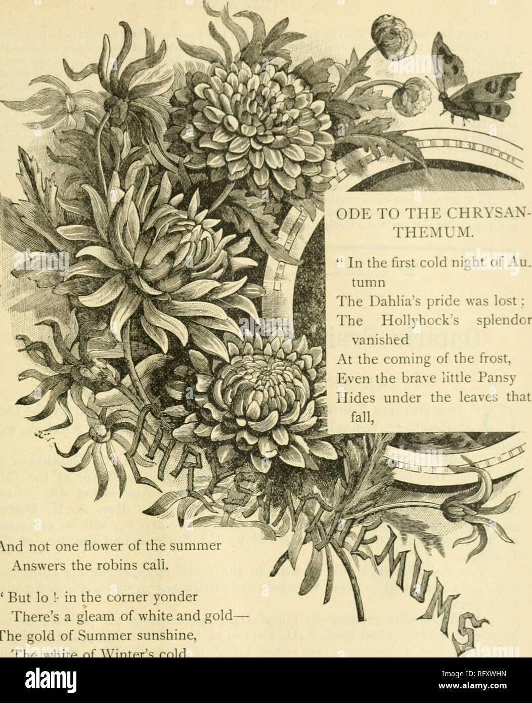 . The Canadian horticulturist [monthly], 1892. Gardening; Canadian periodicals. And not one flower of the summer Answers the robins call. &quot; But lo I- in the corner yonder There's a gleam of white and gold— The gold of Summer sunshine, The white of Winter's cold. And, laden with spicy odors, The Autumn breezes come From the nooks and corners brightened By the brave Chrysanthemum. &quot; Hail to thee I beautiful flower. With royal and dauntless mien Facing the frosts of Winter— I crown thee Autumn's queen. With your gleam of late sweet sunshine You brighten the closing year. And keep us thi Stock Photo