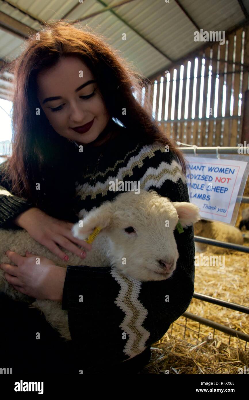 A girl with long brunette hair, make up and a big jumper hugs and strokes a white new born lamb on a farm. The lamb looks at the camera and the girl s Stock Photo