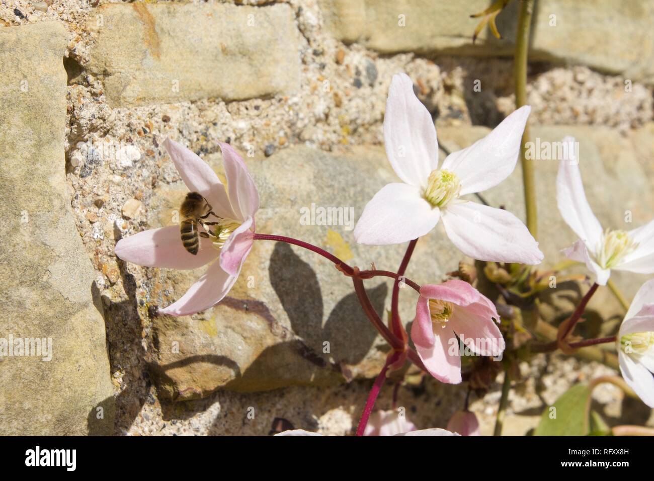 A pink and white clematis, in flower and bright sunlight, against a stone and mortar wall with a honey bee sitting in one of the flowers Stock Photo