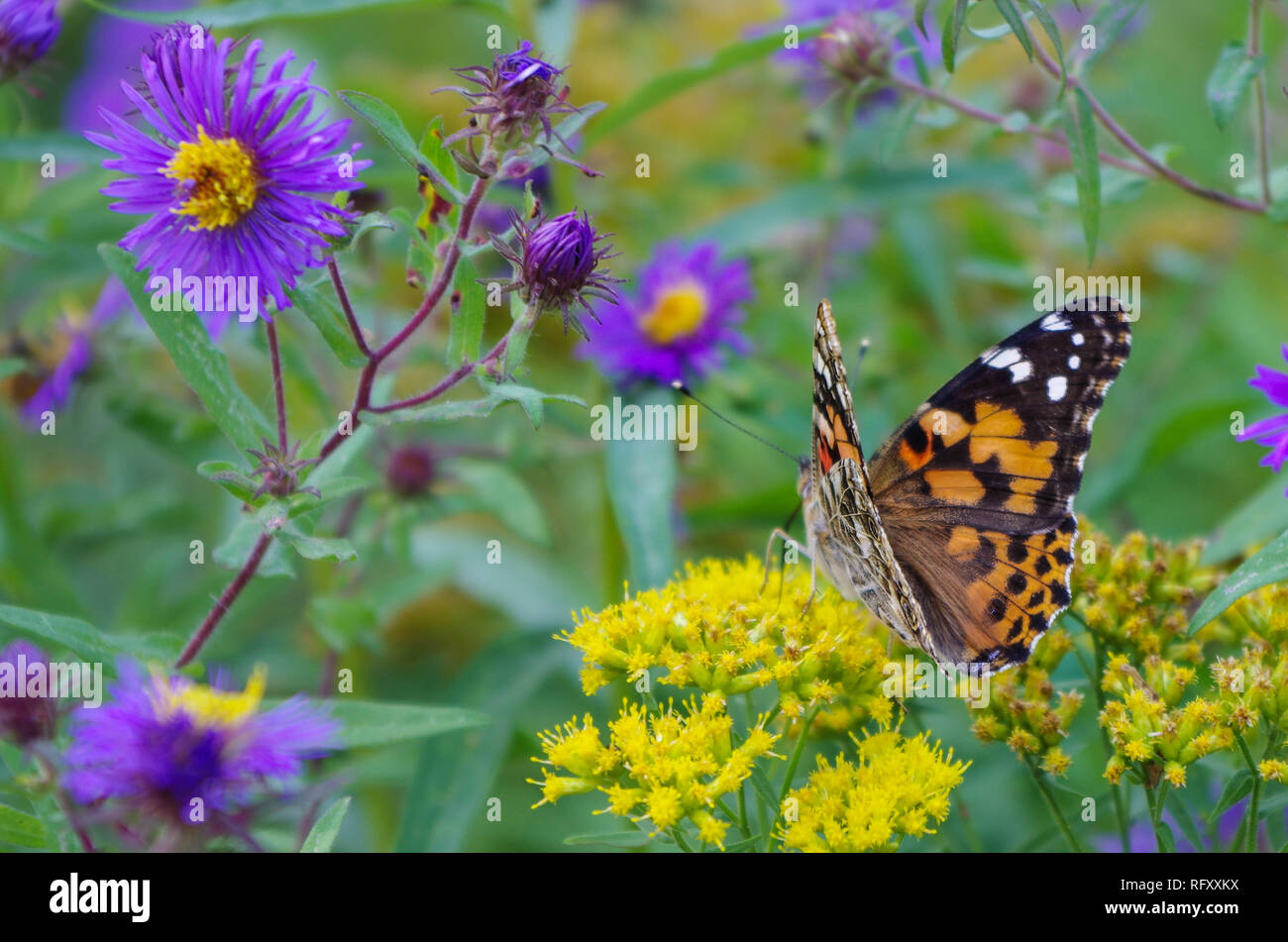 A monarch butterfly landing on purple and yellow flowers Stock Photo
