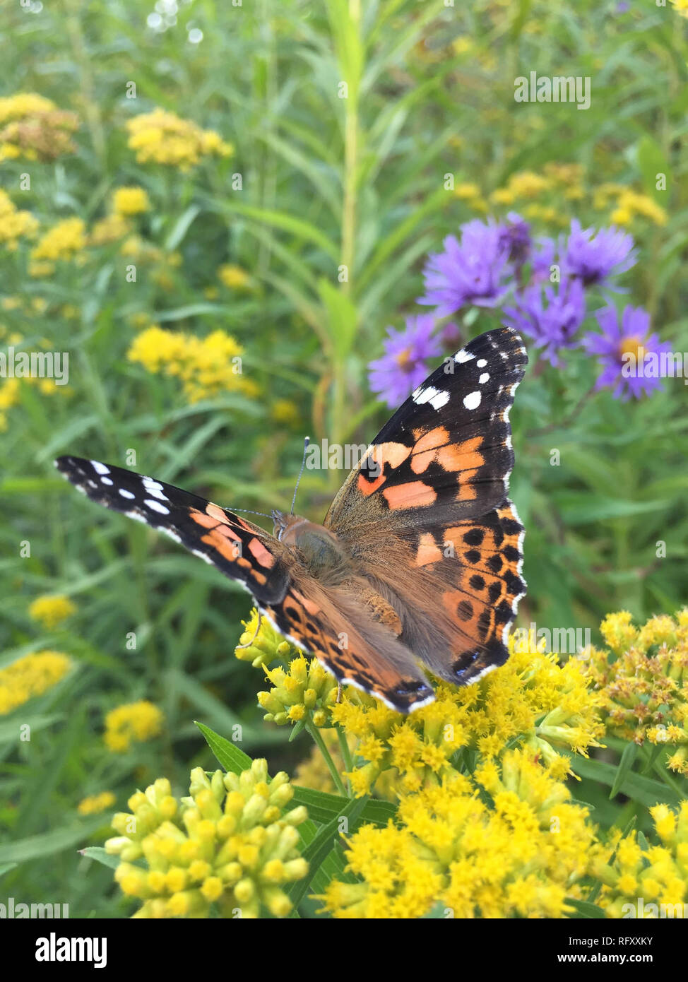 A monarch butterfly landing on purple and yellow flowers Stock Photo