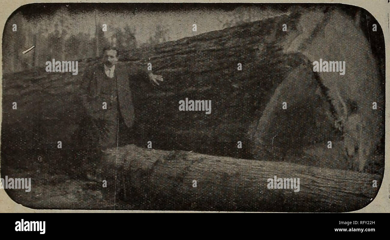Canadian Forest Industries January June 1921 Lumbering Forests