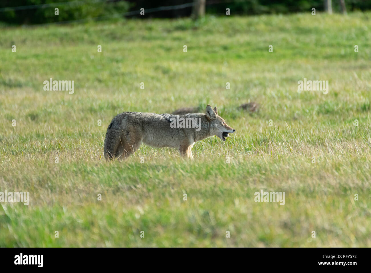 A Coyote Eating A Freshly Caught Rodent Stock Photo - Alamy