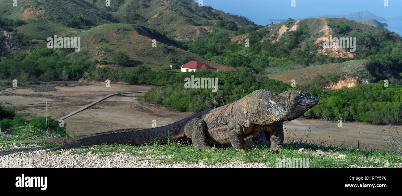 Two headed dragon hi-res stock photography and images - Alamy