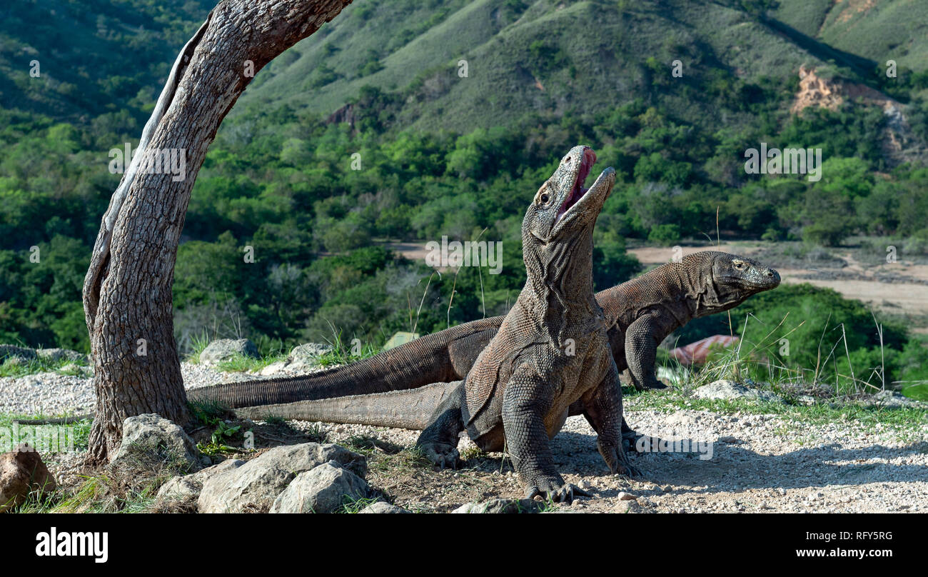 The Komodo dragon raised the head and opened a mouth. Biggest living lizard  in the world. Scientific name: Varanus komodoensis. Natural habitat, Islan  Stock Photo - Alamy