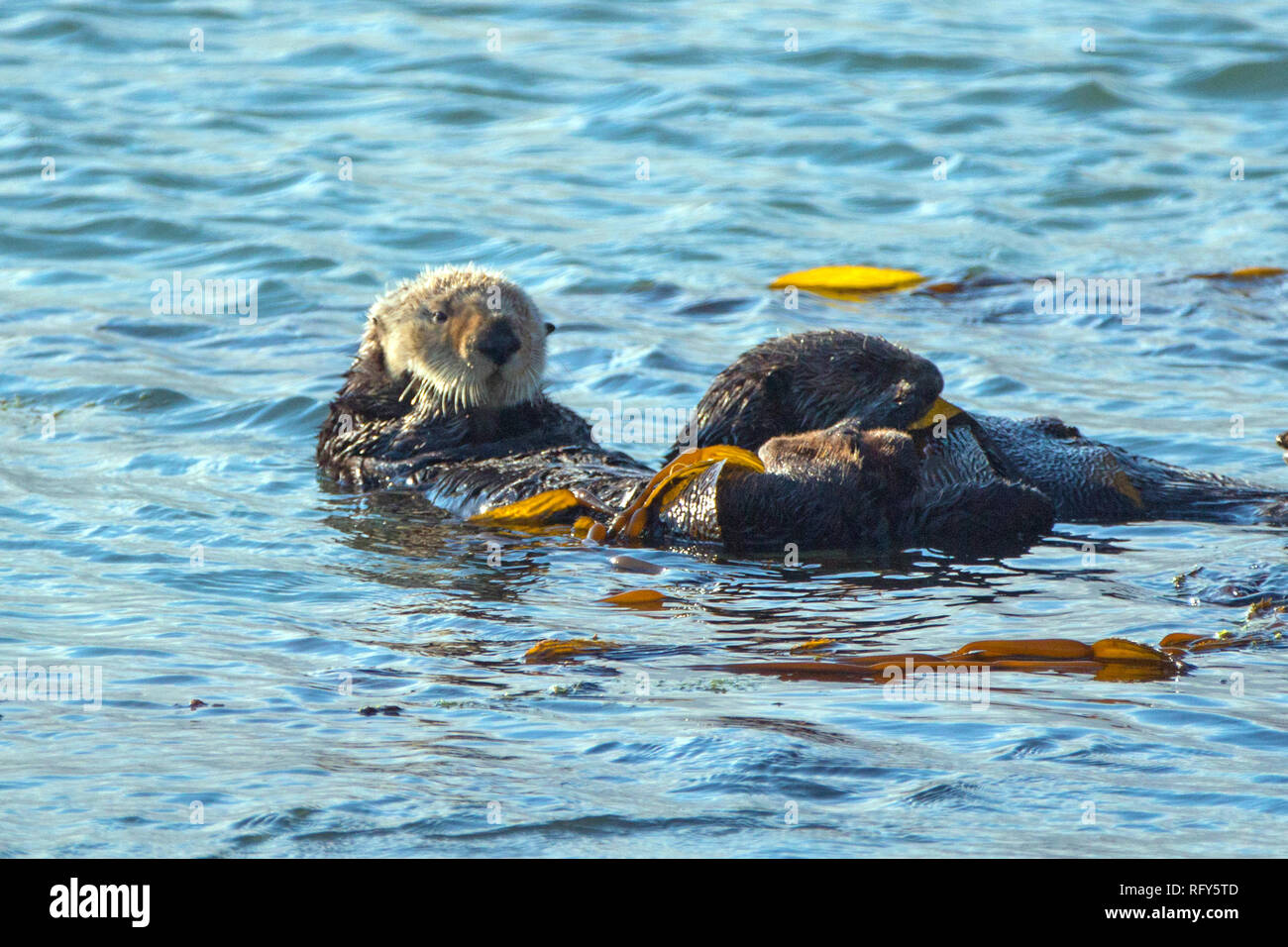 Sea otters [Enhydra lutris] wrapped in kelp on the central coast at