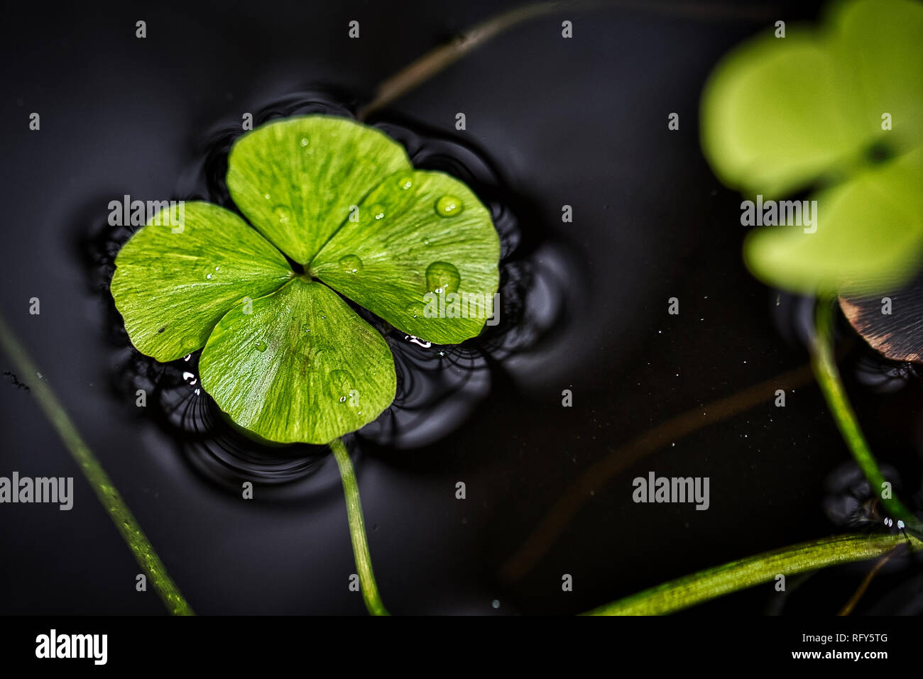 Plants Flowers Botanical Garden Basel Switzerland Stock Photo Alamy